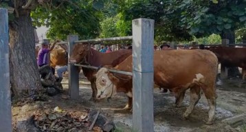 Jelang Idul Adha, Pedagang Sapi di Ponorogo Resah, Lho?