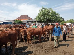 Jelang Idul Adha, Hewan Ternak di Jombang Divaksin