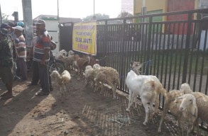Pasar Hewan Ditutup, Pedagang Kambing Pilih Jualan di Pinggir Jalan Jombang