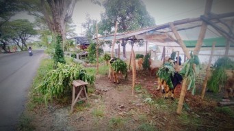 Nekat Buka Pasar Hewan Kurban Dadakan, Pedagang: Piye Mane Resikone Nyambot Gawe