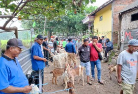 Jual Beli Kambing di Ponorogo Masih Boleh, Meski Pasar Hewan Ditutup