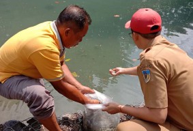 Wow! Pemkab Kediri Tebar Ratusan Ribu Benih Ikan di Perairan Umum
