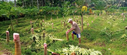 Hendak Dipanen, Ratusan Pohon Pepaya di Jember Ditebang Orang Misterius