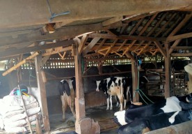 1.500 Sapi di Dusun Tuyomerto Terpapar PMK, Peternak Menjerit