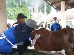 Belasan Sapi Terkonfirmasi Positif PMK, Pemkab Bangkalan Belum Tutup Pasar Hewan