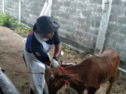 2 Sapi Kerap di Bangkalan Mati Diduga Akibat PMK