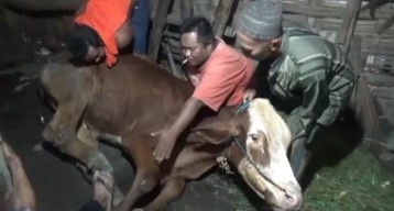 Miris, Sapi Milik Peternak di Jombang Dihargai Rp2 Juta