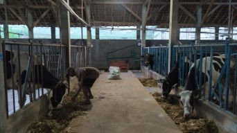 Ribuan Sapi Perah di Ngantang Malang Terpapar PMK, Produksi Susu Anjlok