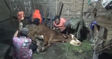 2.395 Sapi di Jombang Terjangkit PMK