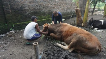 Sapi Sehat untuk Idul Adha Kian Sulit Didapat di Jombang, Ini Langkah Disnak