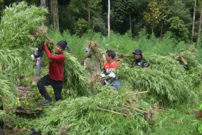 Menkes Segera Keluarkan Aturan Ganja Medis