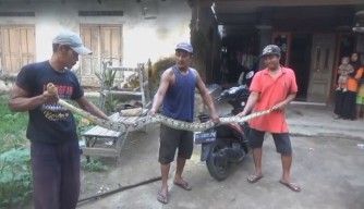 Nyaris Serang Warga, Ular Piton Sepanjang 4 Meter di Jombang Berhasil Ditangkap