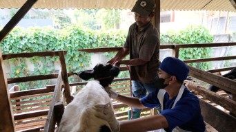 600 Ekor Sapi di Surabaya Mulai Disuntik Vaksin PMK
