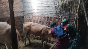 Vaksinasi Sapi di Lamongan Sasar 8 Kecamatan Minim Sebaran PMK