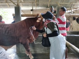 Antisipasi Penyebaran PMK, Pemkab Banyuwangi Tuntaskan Vaksinasi 3.300 Ekor Sapi