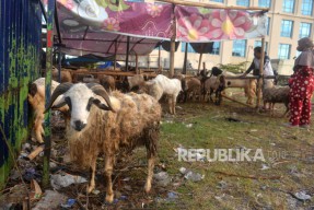 Hoaks Seputar Daging Kambing dan Domba