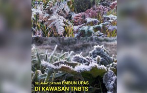 Muncul Fenomena Embun Es di Kawasan Gunung Bromo