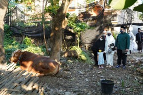 Mas Dhito Ajak Shanaya Tengok Boni, Sapi Simmental yang Dikurbankan