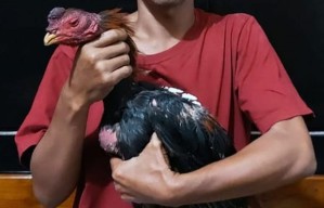 Gerebek Judi Sabung Ayam di Kesamben Jombang, Polisi Amankan 2 Penonton