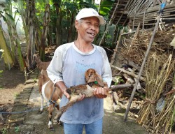 Unik, Ada Anak Kambing Berkaki Tiga di Ponorogo