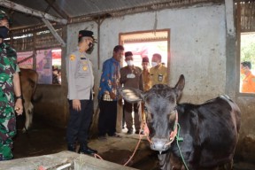 Tinjau Vaksinasi PMK, Kapolres Bondowoso Ingatkan Masyarakat Tak Percaya Hoaks