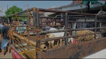 Ribuan Sapi di Ponorogo Terkena PMK, Harga Kambing Melonjak Jelang Idul Adha