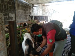 Pemkot Batu Pastikan Tempat Penjualan Hewan Kurban Aman