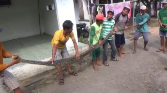 Hendak Serang Warga Jombang di Sawah, Ular Piton Berhasil Ditangkap