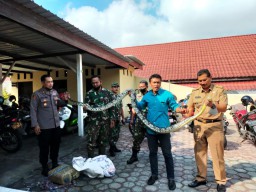 Ular yang Melilit Warga Blitar hingga Tewas Akan Diserahkan ke BKSDA