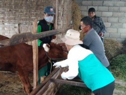 Lamongan Kembali Dapat Tambahan 1.000 Dosis Vaksin PMK
