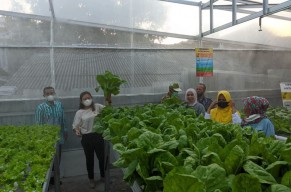 Politisi PDI Perjuangan: Urban Farming Solusi Ketahanan Pangan Warga Surabaya