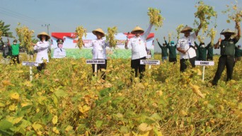 Kementerian Pertanian Mulai Gerakan Merdeka Panen Kedelai di Bojonegoro