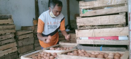 Harga Telur Ayam Tembus Rp30 Ribu per Kilogram, Pedagang di Jombang Sambat