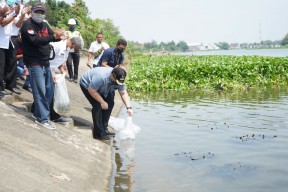 Mas Dhito Tebar 50.000 Benih Ikan Lokal di Sungai Brantas