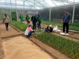 Mas Dhito Kembangkan Nanas PK-1 Mulai Pembenihan hingga Pengembangan Kawasan