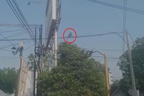 Kera Misterius Berkeliaran di Kabel Listrik, Warga Ponorogo Penasaran