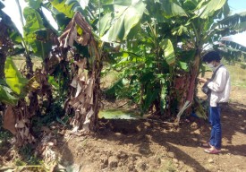 Puluhan Kilogram Sabu di Mojokerto itu Ternyata Ditimbun dalam Tanah