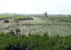 Hektaran Padi Milik Petani di Lamongan Rusak Diterjang Hujan Angin