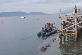 Paus Bungkuk Terdampar di Perairan Selat Bali, Banyuwangi