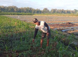 Petani di Banyuwangi Keluhkan Pupuk Bersubsidi Langka