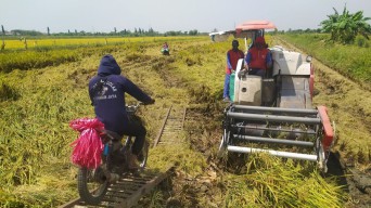 Tanaman Padi Roboh Diterjang Angin, Petani di Lamongan Panen Lebih Awal