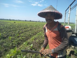 Cuaca Tidak Menentu, Petani Tembakau di Bojonegoro Terancam Gagal Panen
