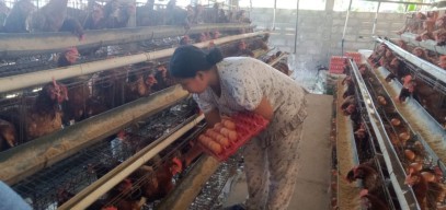 Harga Telur Ayam di Jombang Naik, Ini Penyebab dan Solusinya