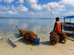 Desa Sadulang, Daerah Terpencil di Sumenep Penghasil Rumput Laut