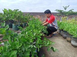 Bercocok Tanam Ala Guru SMKN 2 Ponorogo, Hasilnya Dibagikan Gratis