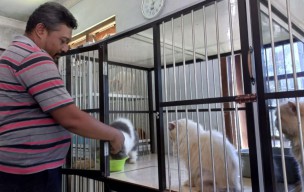 Berawal dari Keluhan Istri, Pria di Kediri Sukses Jadi Breeder Kucing Ras