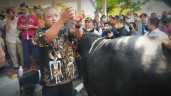 Kasus PMK di Lamongan Terus Menurun