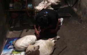 Rumah Jagal Anjing di Surabaya Terbongkar, Polisi Turun Tangan