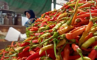 Harga Cabai di Jatim Turun, Minyak Goreng Curah Naik