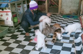 Menengok Shelter Kucing Liar di Jombang Milik Kuli Bangunan